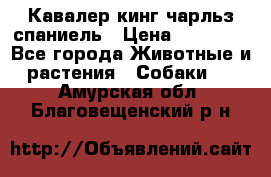 Кавалер кинг чарльз спаниель › Цена ­ 40 000 - Все города Животные и растения » Собаки   . Амурская обл.,Благовещенский р-н